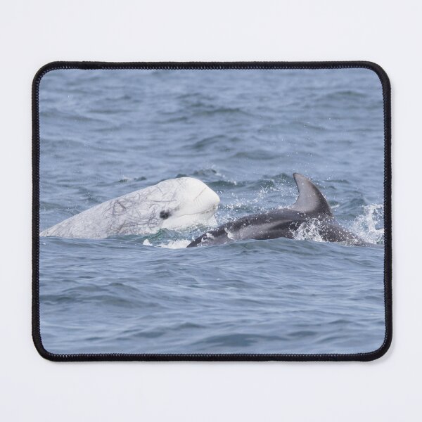 Item preview, Risso’s Dolphin designed and sold by LaurenTucker.