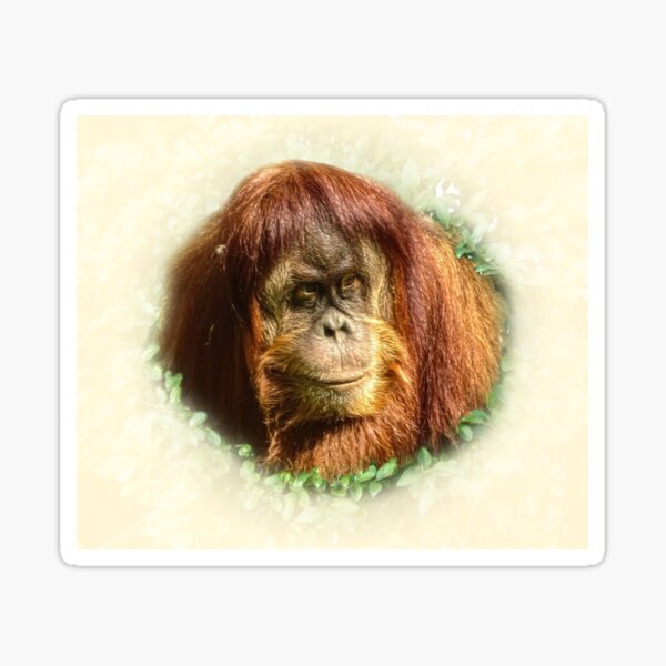 Item preview, Orangutan portrait designed and sold by Guardi71.