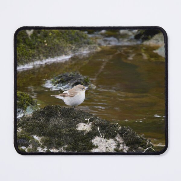 Item preview, Streaming. European pied flycatcher designed and sold by Jouko Lehto Photography.