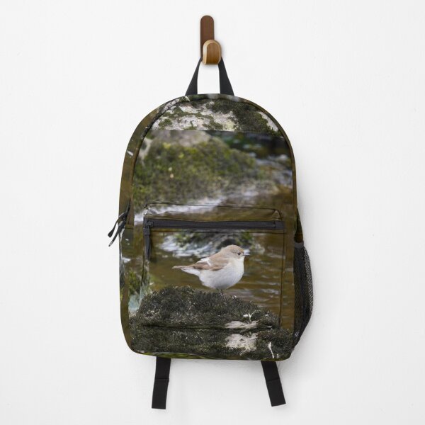 Item preview, Streaming. European pied flycatcher designed and sold by Jouko Lehto Photography.