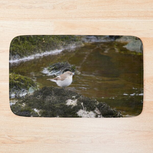 Item preview, Streaming. European pied flycatcher designed and sold by Jouko Lehto Photography.