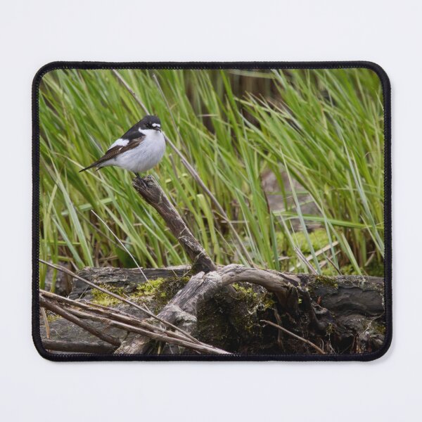 Item preview, Driftwood reuse. European pied flycatcher designed and sold by Jouko Lehto Photography.