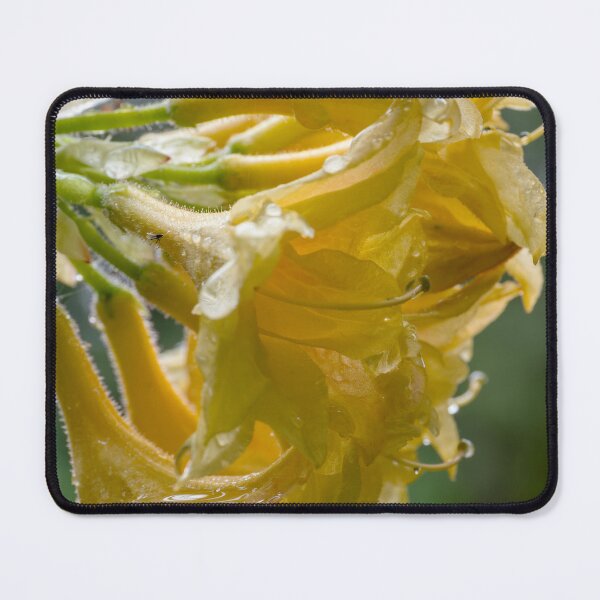 Item preview, Profile of yellow azalea cluster after a spring rain designed and sold by lisavonbiela.