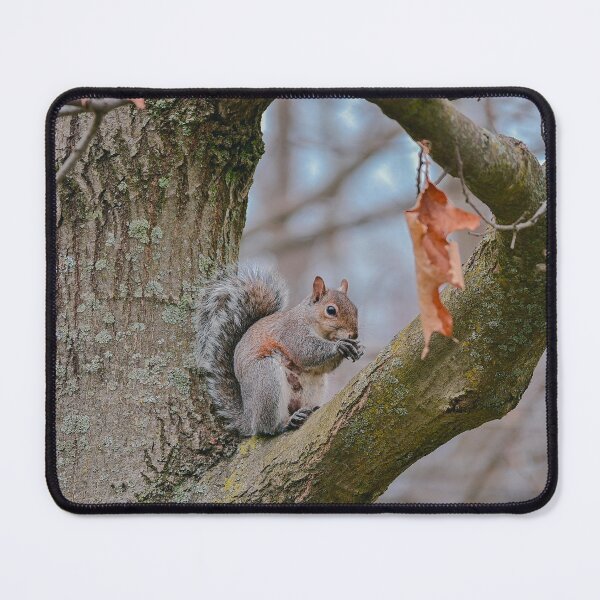 Item preview, Picture of Squirrel designed and sold by 1Robbie1.