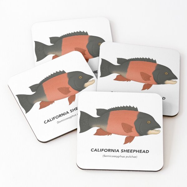 Item preview, California Sheephead – Marine Animals of California designed and sold by CaliforniaVibe.
