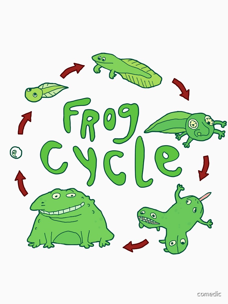 frog cycle vector 91