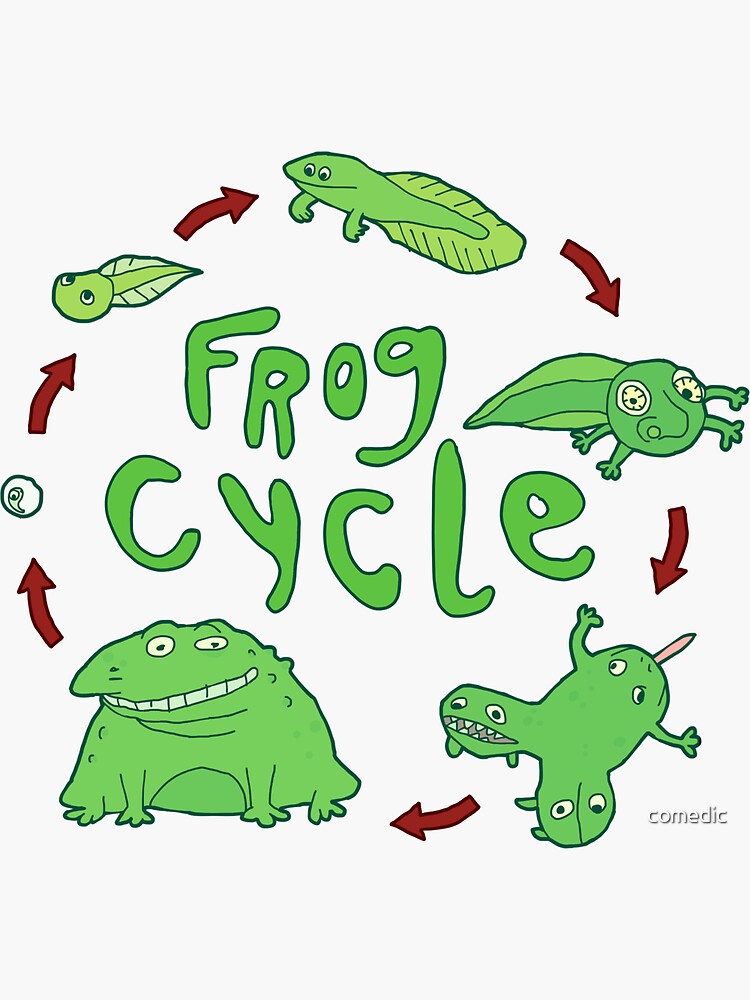 frog cycle vector 91