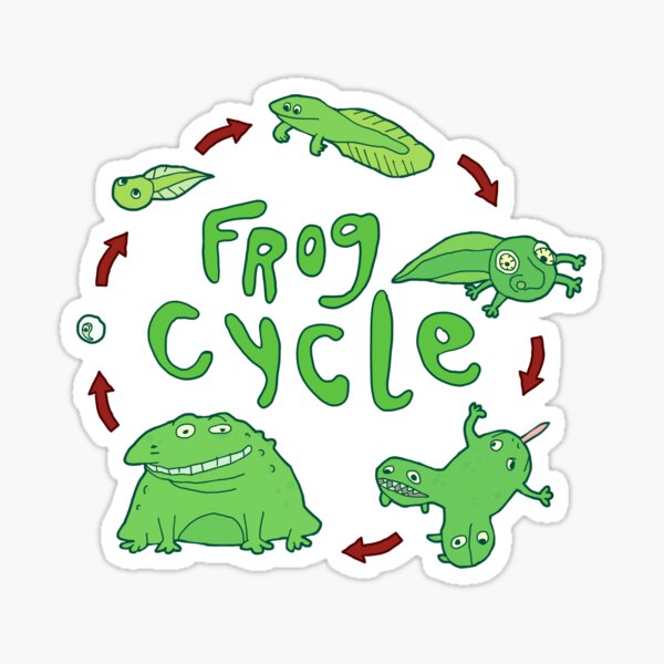 frog vector 91 cycle