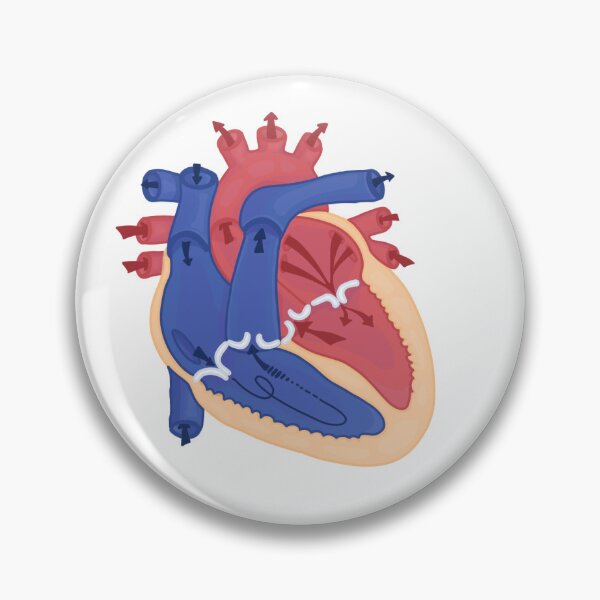 Item preview, Anatomy of the heart designed and sold by Telledesign.