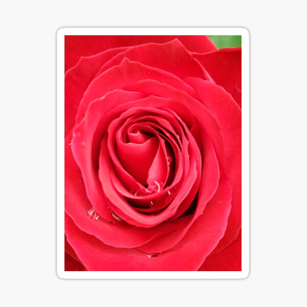Artikel-Vorschau von Schöne rote Rose mit Wassertropfen, designt und verkauft von Penny's Positivi-Tees.