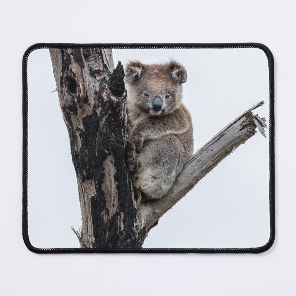 Item preview, Koala designed and sold by Mihaela Limberea.
