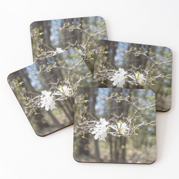 Item preview, Springtime Forest Bathing with Exquisite Wild Magnolias designed and sold by Georgia Mizuleva.