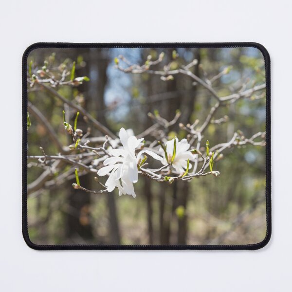 Item preview, Springtime Forest Bathing with Exquisite Wild Magnolias designed and sold by Georgia Mizuleva.