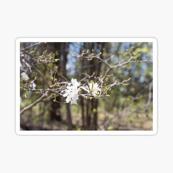 Item preview, Springtime Forest Bathing with Exquisite Wild Magnolias designed and sold by Georgia Mizuleva.