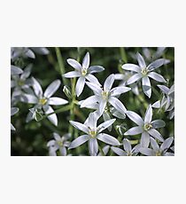 Macro photo of a white flower Photographic Print