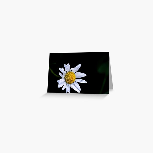 She can hear the daisies grow Greeting Card