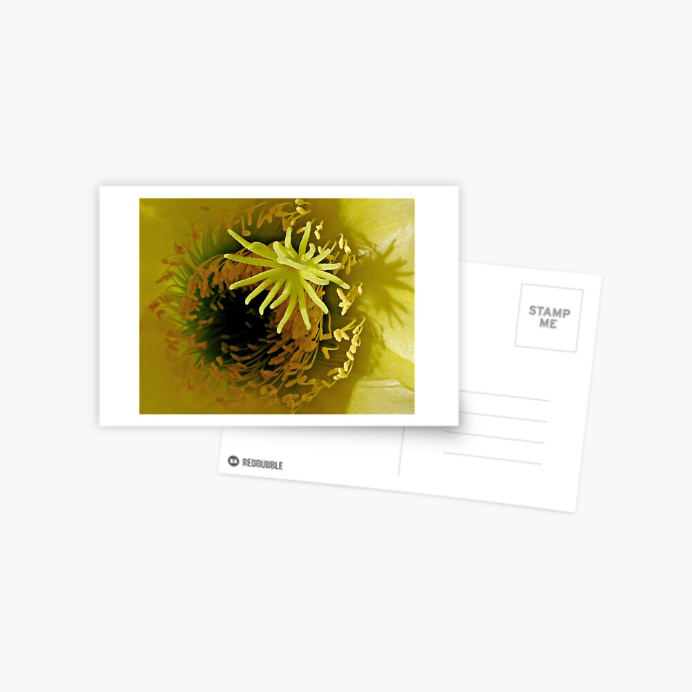 Yellow Cactus Flower Postcard