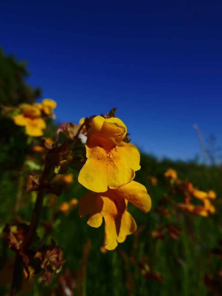 Monkeyflower (Erythranthe guttatus)" by IOMWildFlowers Redbubble