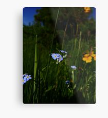 Water Forget-me-not (Myosotis scorpioides) Metal Print