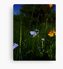 Water Forget-me-not (Myosotis scorpioides) Canvas Print