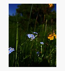 Water Forget-me-not (Myosotis scorpioides) Photographic Print