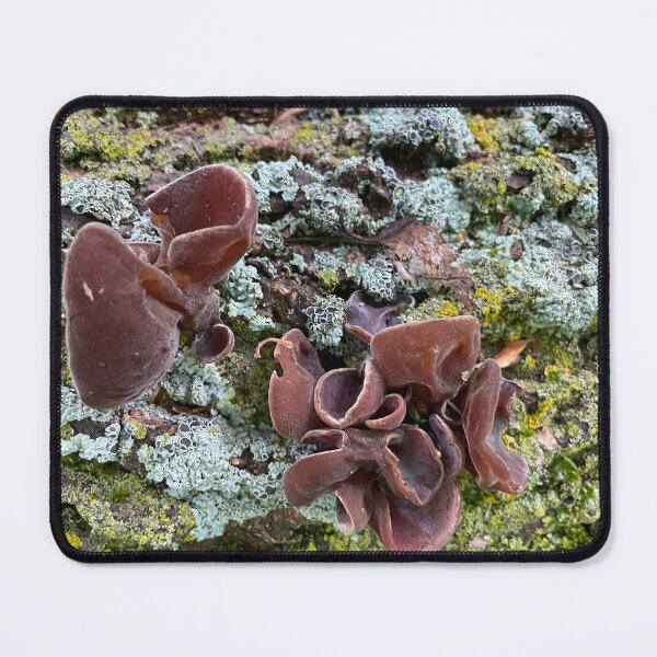 Item preview, Fungus genus Auricularia designed and sold by Magnificent Mushrooms.
