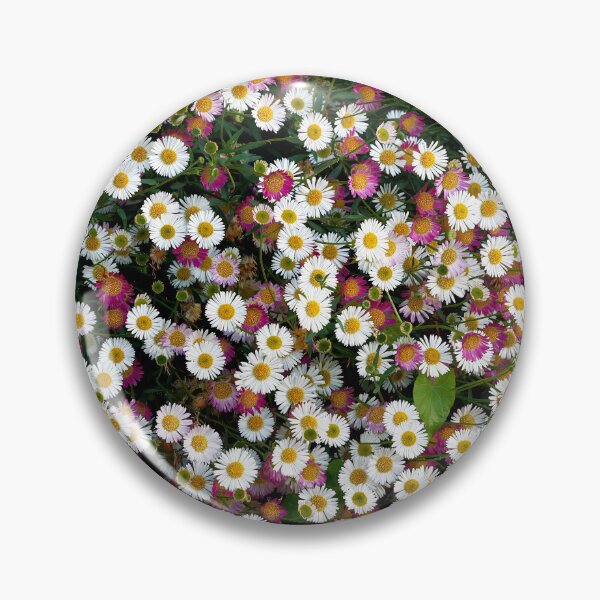 Item preview, Seaside Daisies Erigeron glaucus designed and sold by Dorset Girl.