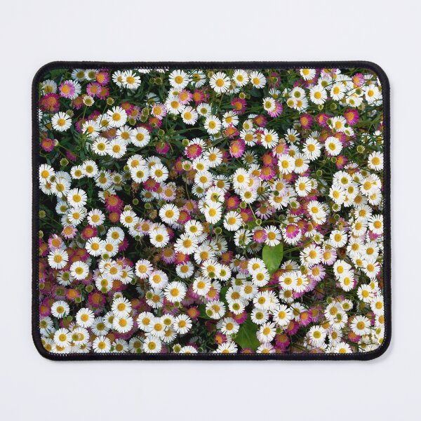 Item preview, Seaside Daisies Erigeron glaucus designed and sold by Dorset Girl.