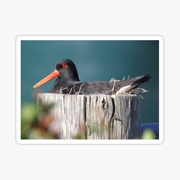 Item preview, Oystercatcher Nesting on Fence Strainer  designed and sold by sandysshoots.