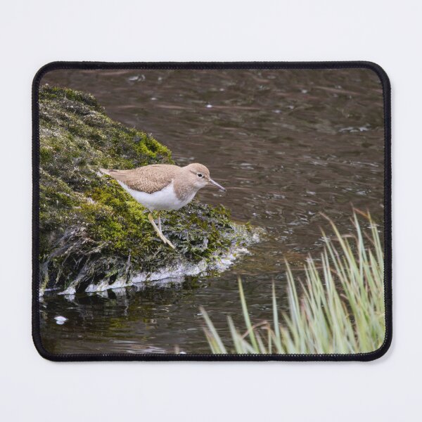 Item preview, Waterline studies. Common sandpiper designed and sold by Jouko Lehto Photography.