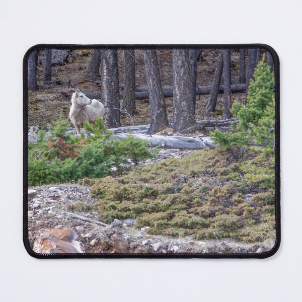Item preview, Wild Mountain Goat in Banff National Park designed and sold by jrtwynam.