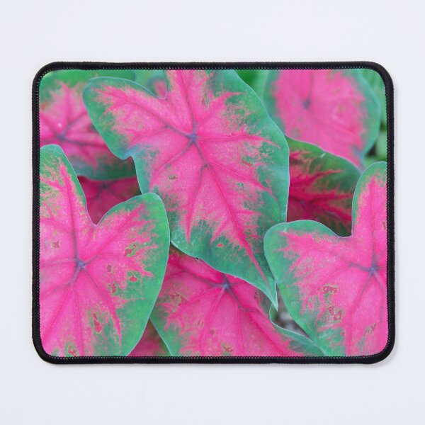 Item preview, Red Caladiums LOTS AND LOTS X1 designed and sold by RichFrancoCars.