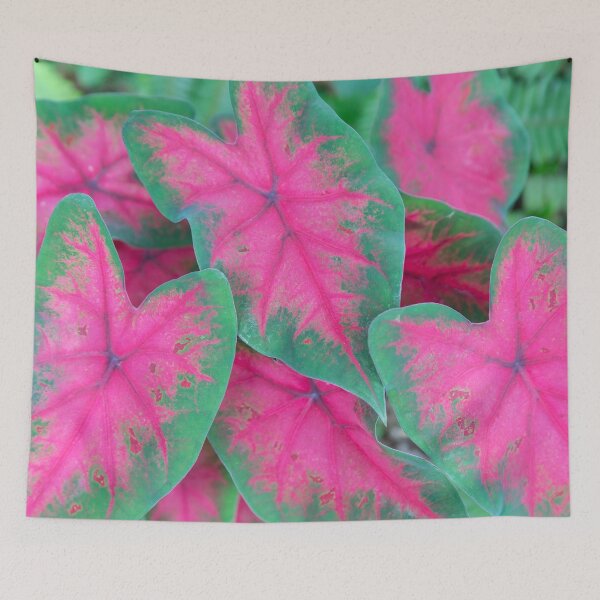 Item preview, Red Caladiums LOTS AND LOTS X1 designed and sold by RichFrancoCars.