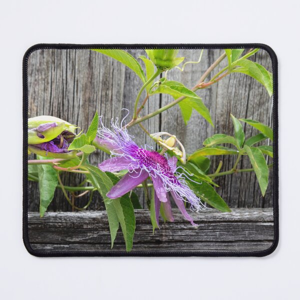 Item preview, A Passion for Flowers Passion Flower X110 designed and sold by RichFrancoCars.