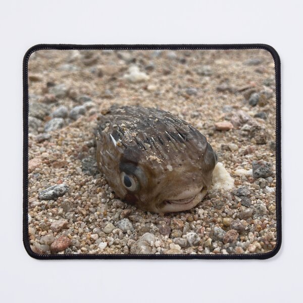 Item preview, Pufferfish designed and sold by MyPicturesITook.