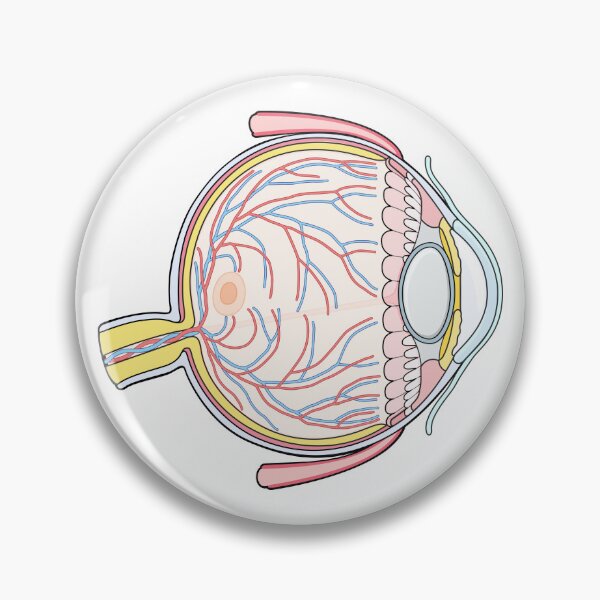 Item preview, Human Eye Anatomy Illustration designed and sold by taylorcustom.