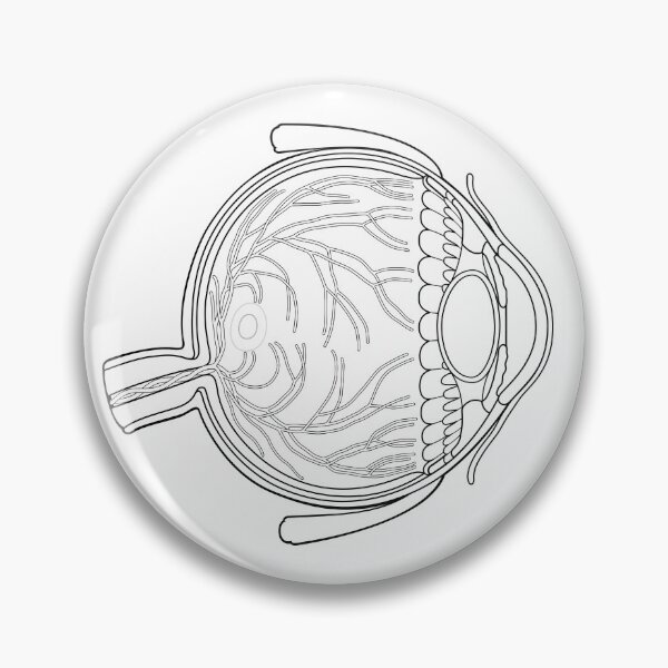Item preview, Line Drawing of Human Eye Anatomy designed and sold by taylorcustom.