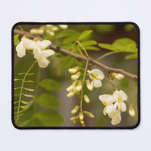 Item preview, Black Locust designed and sold by Mass Monumentalist.