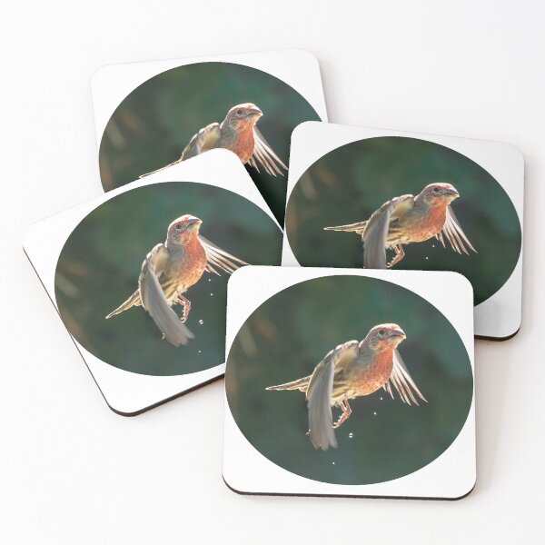 Item preview, Male House Finch Dripping Water designed and sold by CarolM.