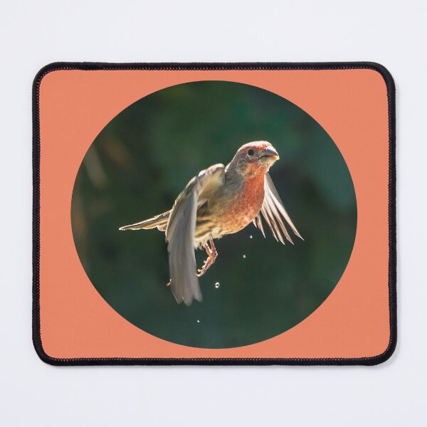 Item preview, Male House Finch Dripping Water designed and sold by CarolM.