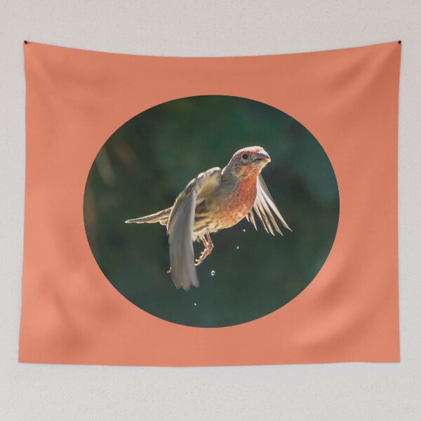 Item preview, Male House Finch Dripping Water designed and sold by CarolM.