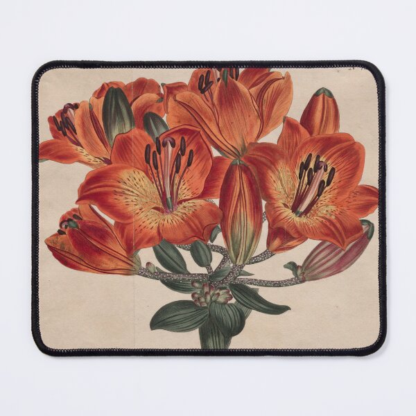 Item preview, Vintage Botanical Red Lily Illustration – 1807 Floral Engraving designed and sold by weirdfishes123.