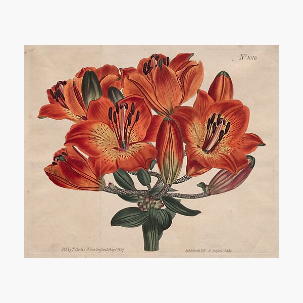 Aperçu de l'œuvre Illustration botanique vintage de lys rouge – Gravure florale de 1807 créée et vendue par weirdfishes123.