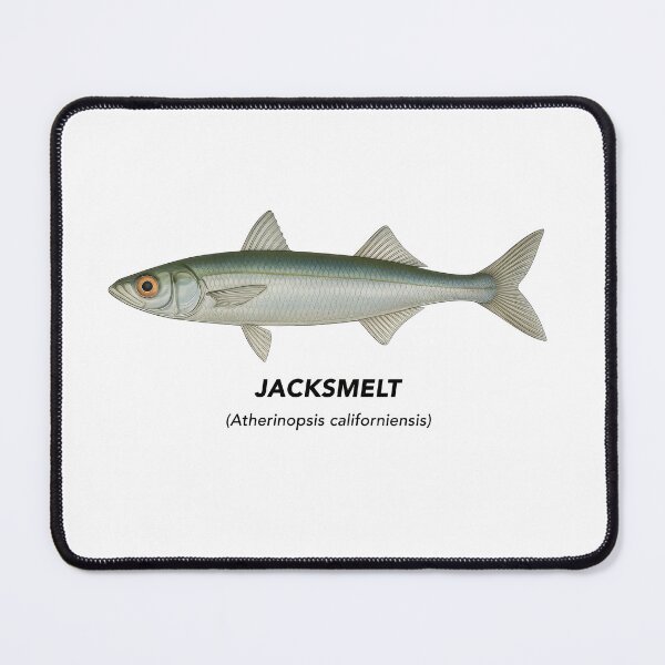 Item preview, Jacksmelt – Marine Animals of California designed and sold by CaliforniaVibe.