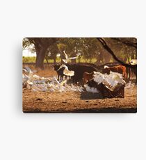 Cattle & Cockatoos in the Australian Bush Canvas Print