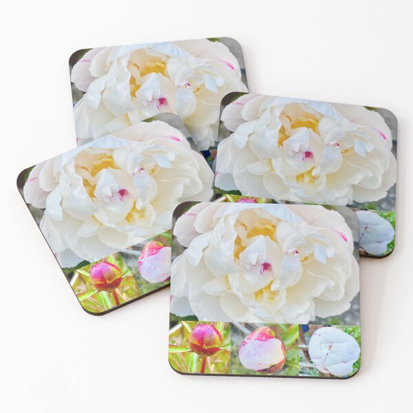 Item preview, Peony bloom process designed and sold by Bammphoto.