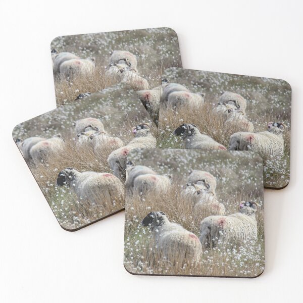 Item preview, Swaledale Ewes in Cotton Grass designed and sold by HAPhotography.