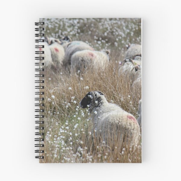 Item preview, Swaledale Ewes in Cotton Grass designed and sold by HAPhotography.