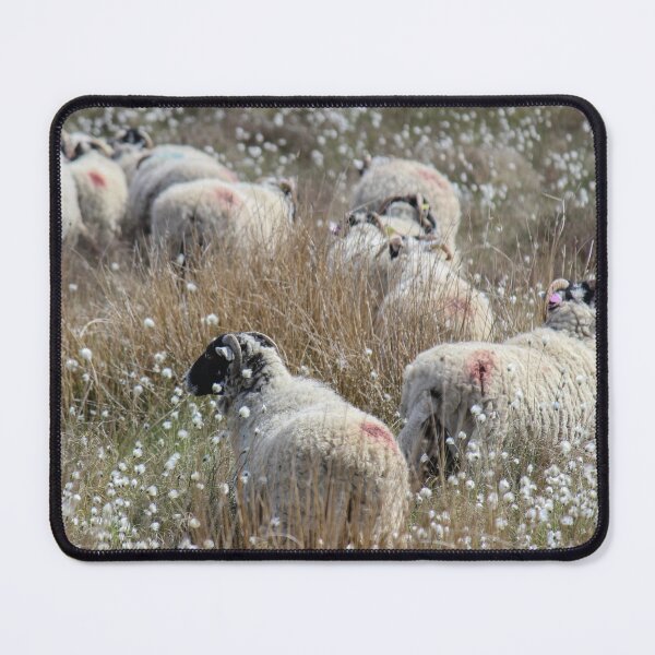 Item preview, Swaledale Ewes in Cotton Grass designed and sold by HAPhotography.