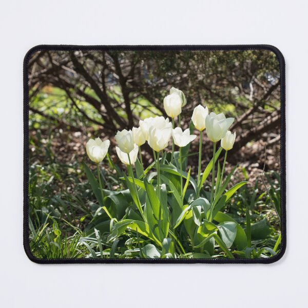 Item preview, Focused on Glowing White Tulips designed and sold by Georgia Mizuleva.